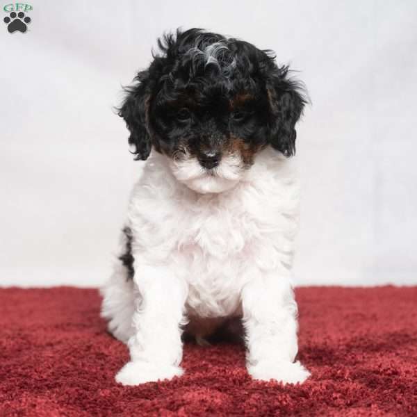 Lester, Cavapoo Puppy
